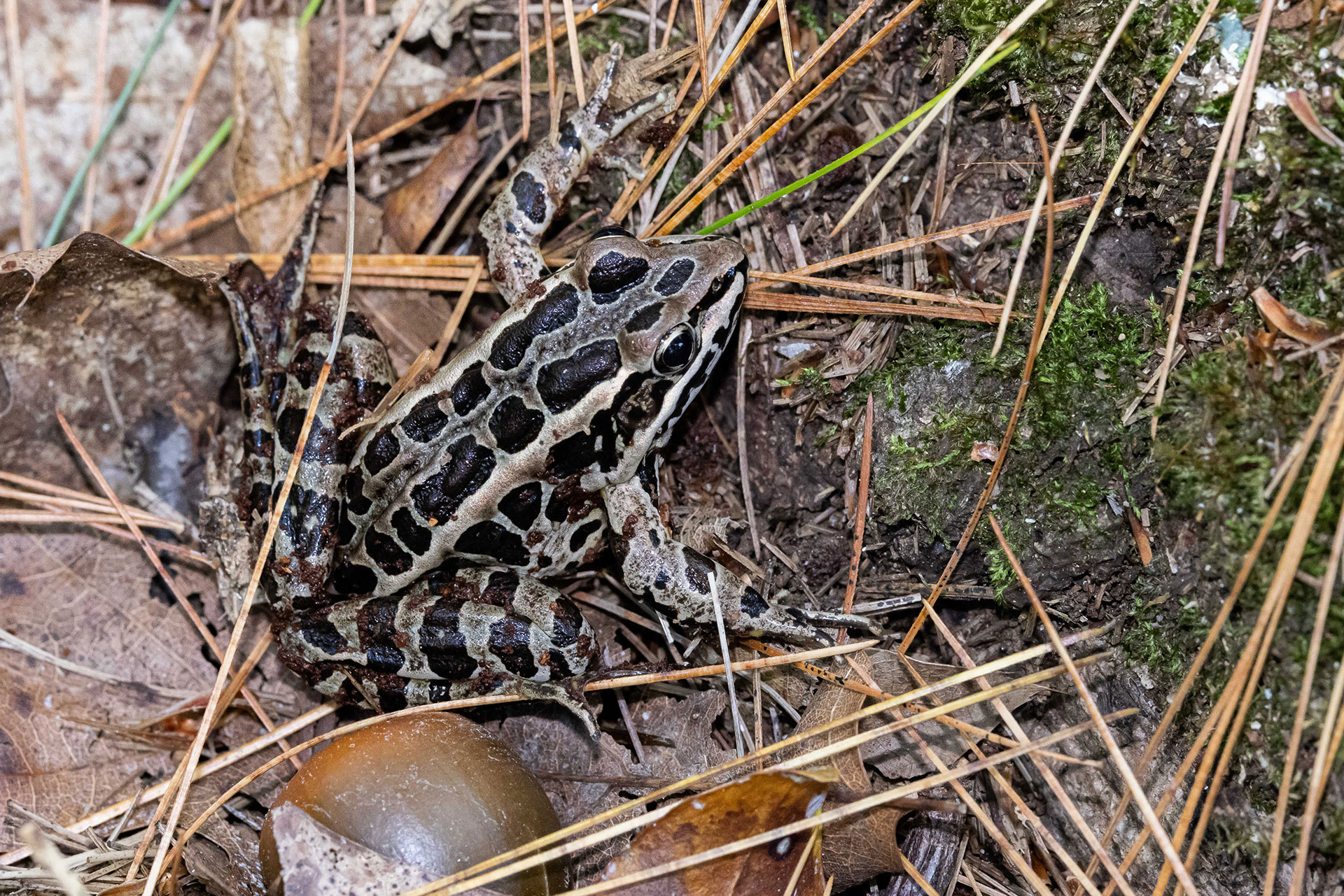 Leopard Frog - Ashland State Park